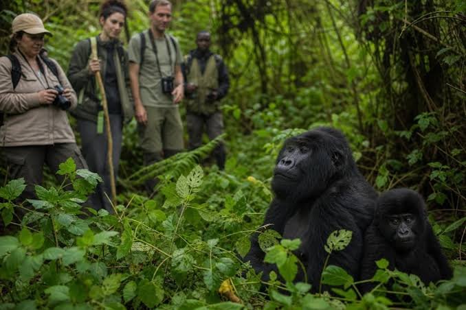Is Gorilla Habituation Better Than Normal Gorilla Trekking? 9 Gorilla Habituation Experience in Bwindi Impenetrable National Park Uganda