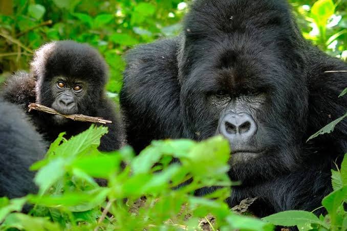 Sleeping mountain gorillas in Bwindi Impenetrable National Park Uganda