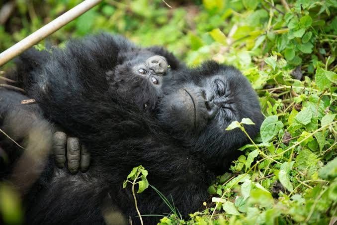 Mountain gorillas sleeping in Bwindi Impenetrable National Park Uganda