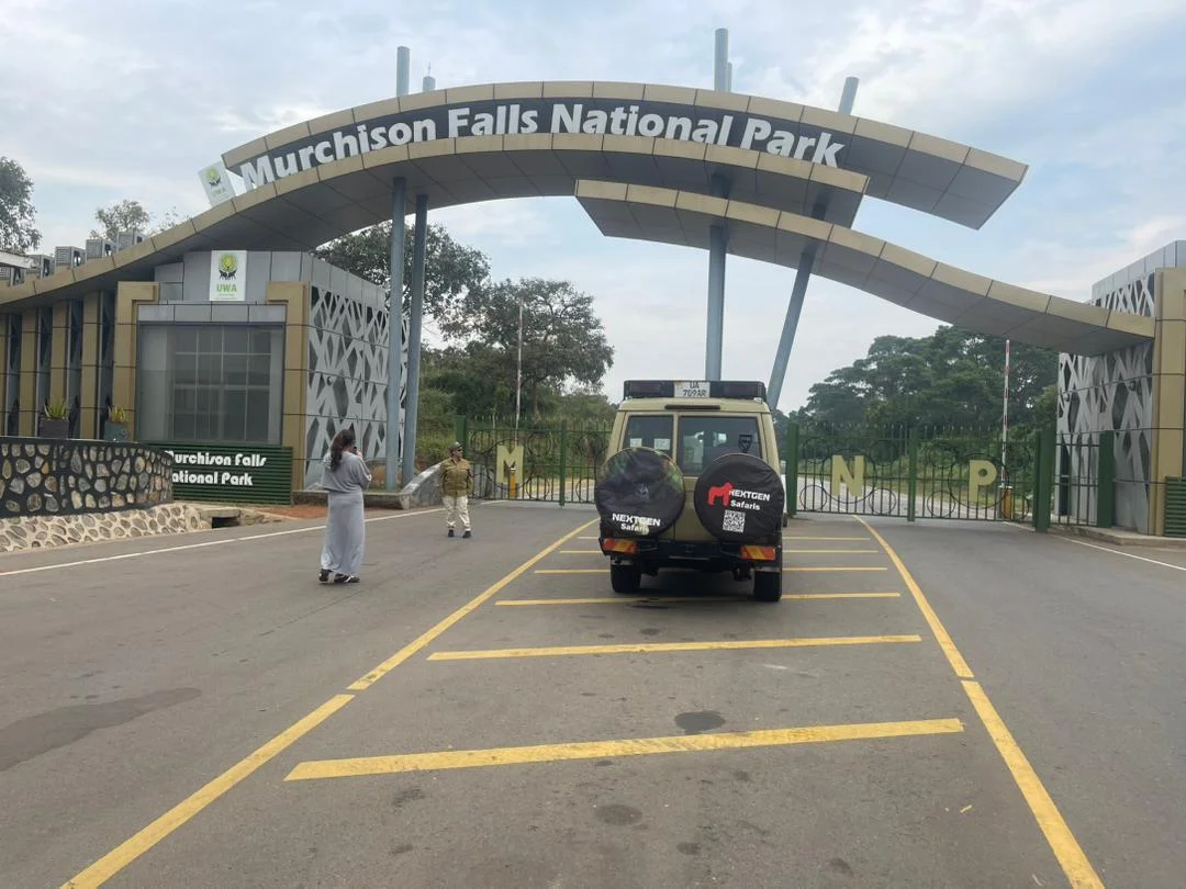 Gorilla Habituation Experience in Uganda Gorilla Habituation in December