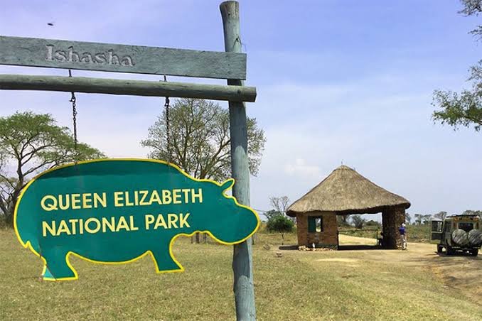 Queen Elizabeth National Park Safari Experience Gorilla Habituation From Kigali