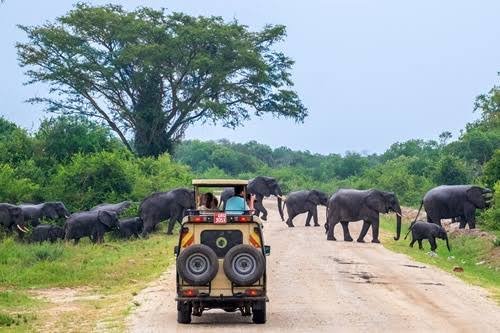 Queen Elizabeth National Park Wildlife Safari Gorilla Habituation From Kigali