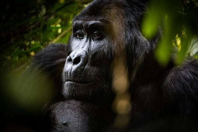Rushaga Mountain Gorillas During December in Bwindi Gorilla Habituation in December