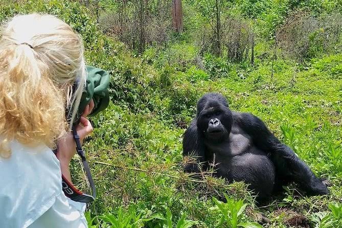 Best Time Gorilla Habituation