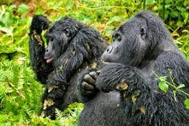 Mountain gorillas in Rushaga sector of Bwindi Impenetrable National Park Uganda
