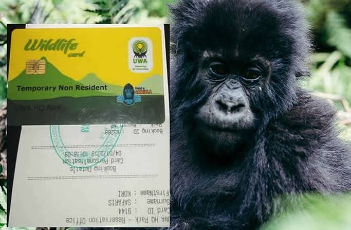 Uganda Gorilla Habituation Permit for Bwindi Impenetrable National Park