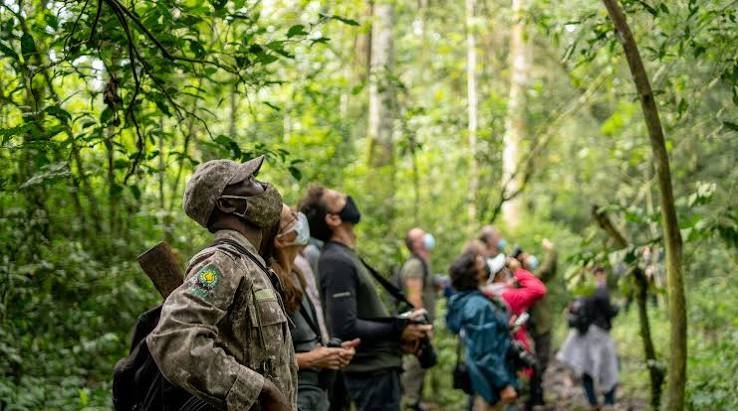 Porter Assistance During Gorilla Habituation Trekking in Bwindi Porter for Gorilla Habituation