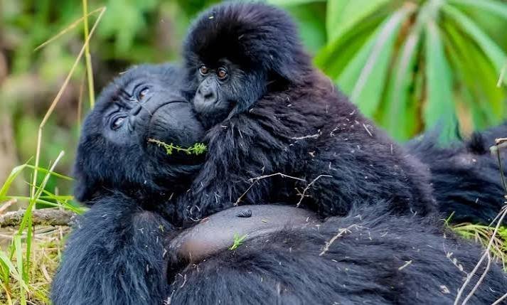 Gorilla Habituation in December in Bwindi Forest Gorilla Habituation in December
