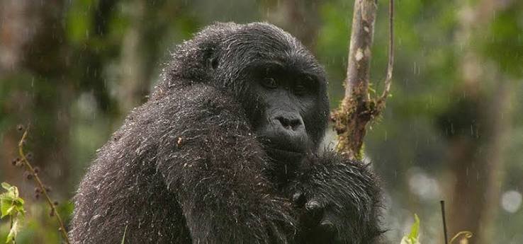 Gorilla Habituation Rainy Season