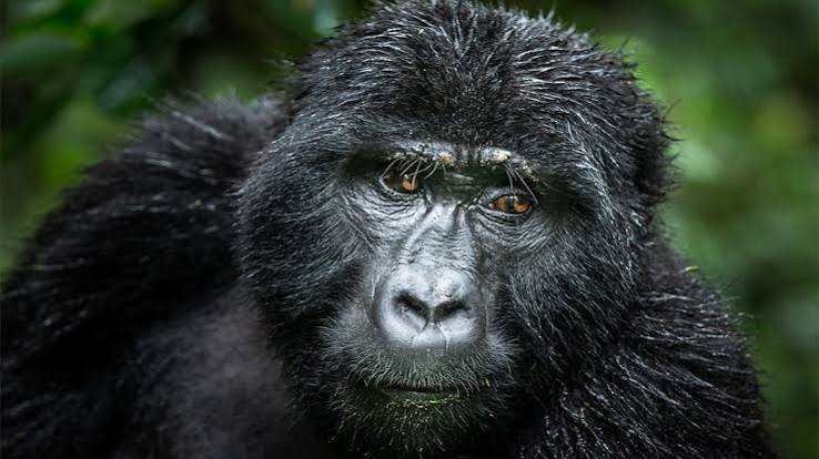 Gorilla Habituation Trekking in Wet Forest Conditions Porter for Gorilla Habituation