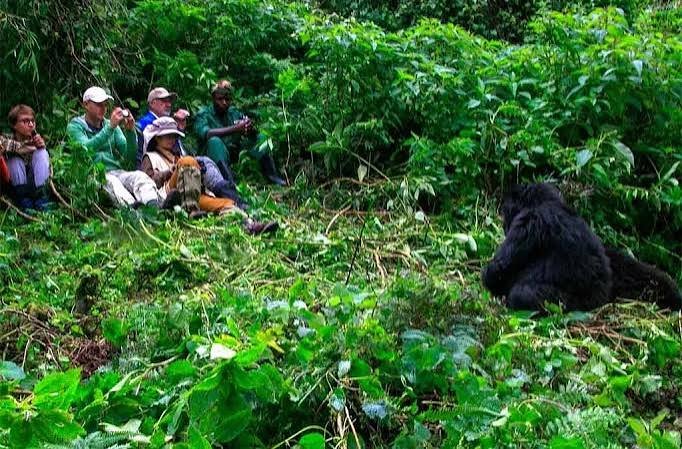 Gorilla Habituation Fitness