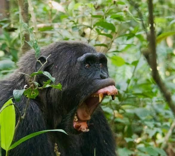 Gorilla Habituation Difficulty