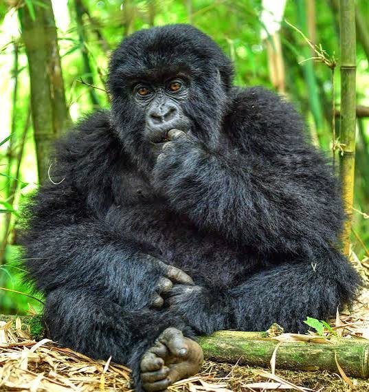 Gorilla Habituation Experience in Bwindi Uganda Gorilla Habituation From Kigali
