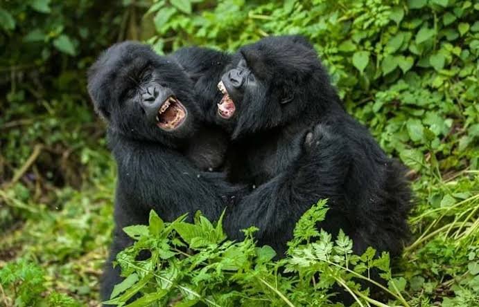 Gorilla Habituation Experience in Bwindi Impenetrable National Park Uganda