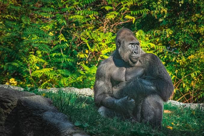 Gorilla Habituation Experience in Bwindi Impenetrable National Park Uganda