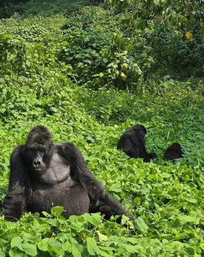 Gorilla Habituation Fitness