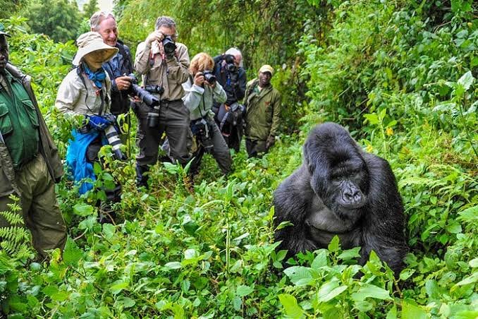 Bwindi Gorilla Habituation