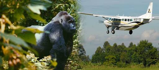 Entebbe Bwindi Gorilla Habituation