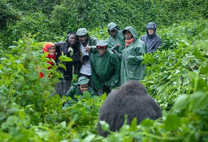Gorilla Habituation Difficulty